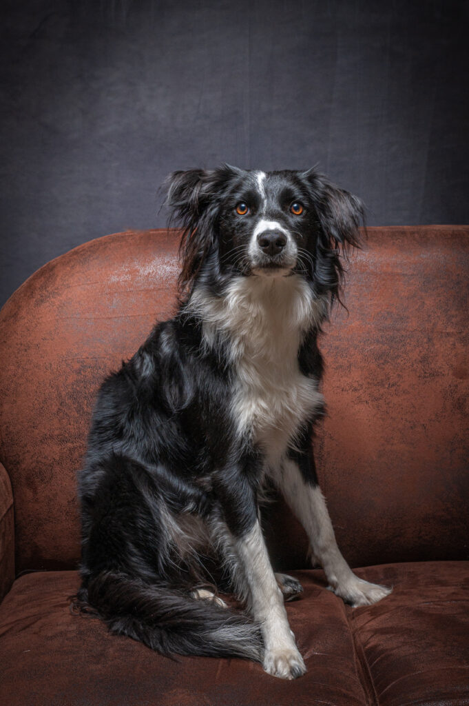 séance photo animaux chien 