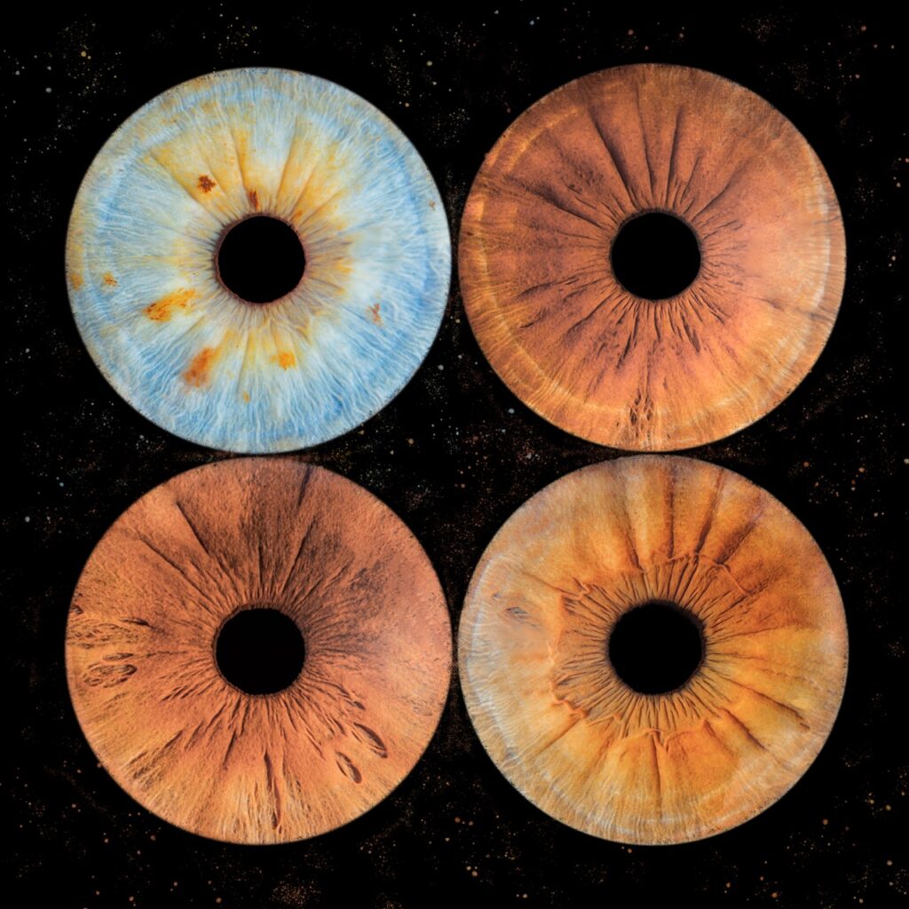 Composition de quatre iris d'une même famille
