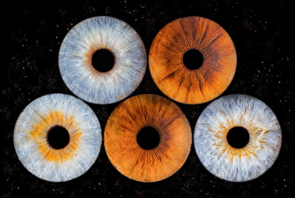 Composition de cinq iris pour une famille