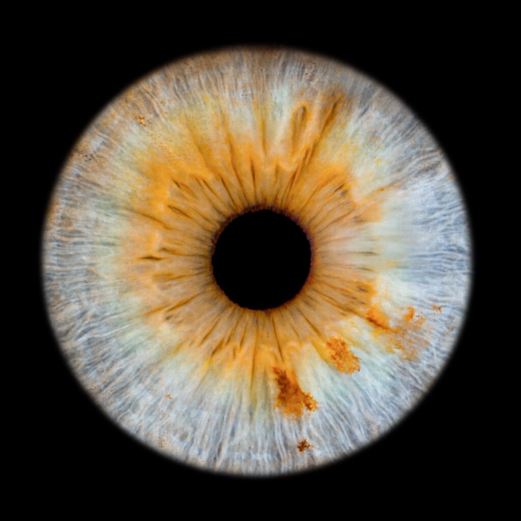 Gros plan d'un iris bleu et orangé