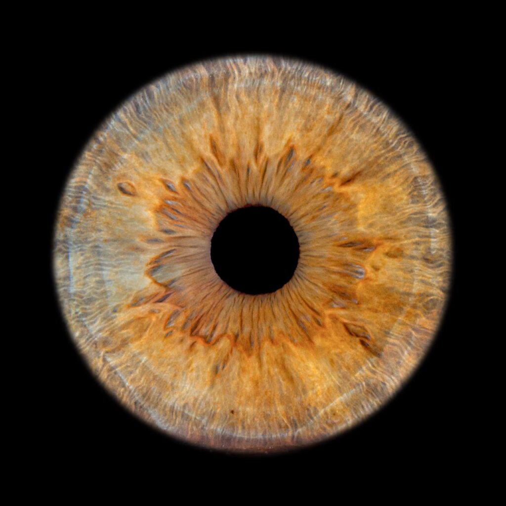 Photographie d'iris aux reflets ambrés