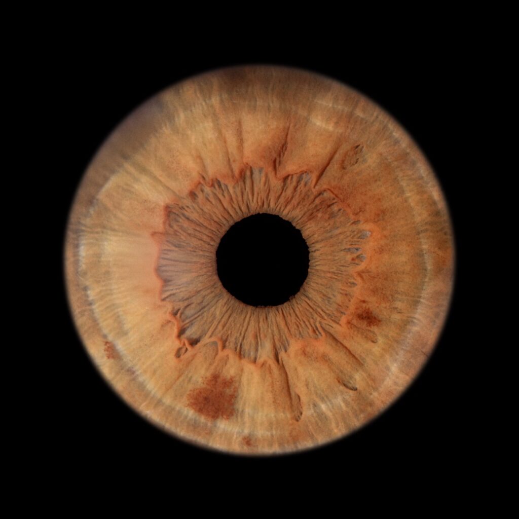 Iris brun cuivré photographié en studio